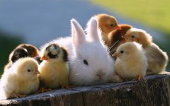 7030094-cute-animals.jpg