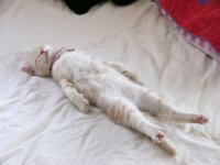 cat1.jpg