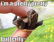 Funniest_Memes_i-m-a-pretty-pretty-butterfly_8430.jpeg