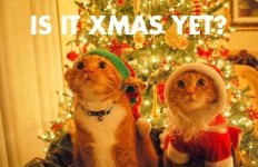 xmas-cats_o_108975.jpg