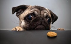 19833-pug-wanting-the-cookie-1920x1200-animal-wallpaper.jpg