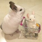 Bubu-The-Chinchilla-003-08022014.jpg