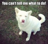 0614-You-Cant-Tell-Me-What-To-Do.jpg