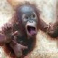Raging Monkey