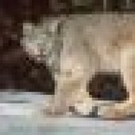 lynxman
