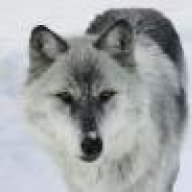 GrimWolf
