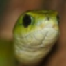 Mandarb