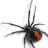 Spider ZA