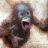 Raging Monkey