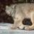 lynxman