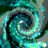 lordhi