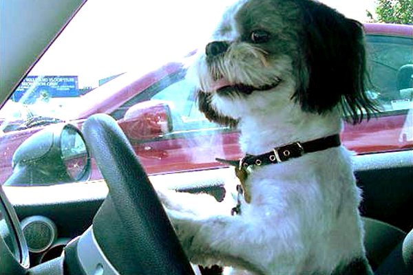 Dog Driving