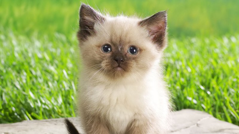 Kitten