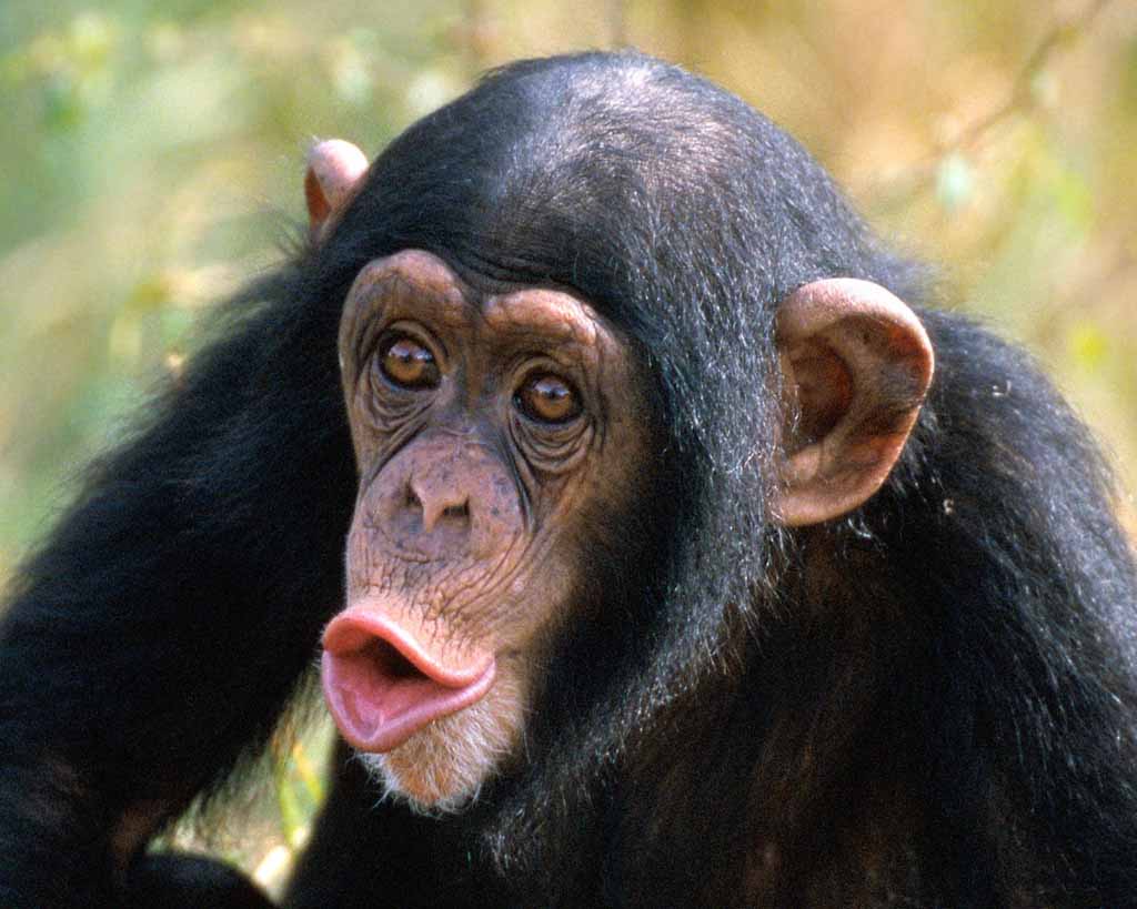 Monkey