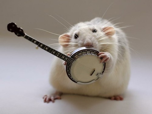 Mouse Banjo