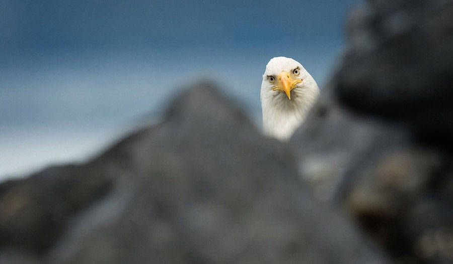 wildlife-5